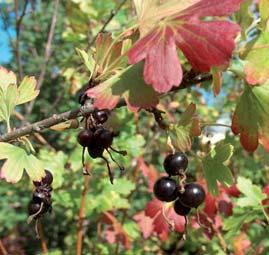 Tynne, lyst grå kvister, med små 3 lappete, grovtanna blad. Bladsprett svært tidlig, april. Gul høstfarge. Blomstene er særbu (hann og hunn blomster), i små, grønngule, opprette klaser.