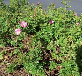 Stor dekkevne og rask etablering, og egner seg godt til markdekkende plantinger. Oransjegul høstfarge. Lysende, mørk rosa, halvfylte blomster. Sterk duft. Blomstrer fra sist i juni. Oransjerøde nyper.