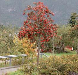 Botanisk navn: Sorbus hybrida Nordfjord Norsk navn: Rognasal Familie: Rosaceae rosefamilien - Foto: Arboret og Botanisk hage, Milde Foto: Arboret og Botanisk hage, Milde Botanisk navn: Sorbus