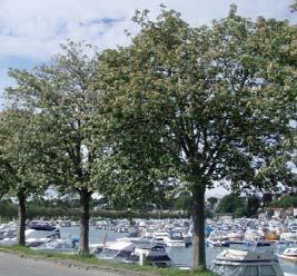 innskårne, med 0 2 par frie småblad. Mørkegrønne med gråfiltet underside. Ingen spesielle høstfarger. Jevn vekst. Kremhvite blomster med rosa pollenknapper i klaser i juni.