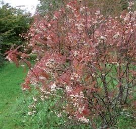 Botanisk navn: Sorbus kohneana Norsk navn: Hvitrogn Familie: Rosaceae rosefamilien LO (miljørisikovurdering kreves) - Foto: Arboret og Botanisk hage, Milde Botanisk navn: Sorbus meinichii Bergen (syn.