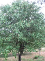 hage, Milde Botanisk navn: Sorbus x thuringiaca Fastigata Norsk navn: Kulerogn/ søylerogn Familie: Rosaceae rosefamilien Herdighet: H5 6 6 12 meter høy og 3 5 m bred : : : : : : : : Anbefalt