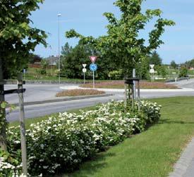 Botanisk navn: Spiraea betulifolia Island Norsk navn: Bjørkebladspirea Familie: Rosaceae rosefamilien Botanisk navn: Spiraea billardi Norsk navn: Triumfspirea / klasespirea Familie: Rosaceae