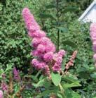 Hvite blomster i 3 5 cm vide halvskjermer. Blomstene kommer på fjorårsskudd. Rik og frodig blomstring, også på unge planter og etter hard beskjæring.