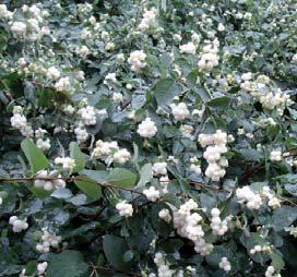 Tueformet busk med overhengende greiner. Dekorative rødbrune greiner og blad som er sterkt fliket. Vokser fort. Gulrøde høstfarger (best farger når plantene står lyst og tørt).