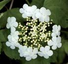 Grønn overflate, grågrønn underside. Hele planten er giftig. Fertile eller sterile blomster, 8 10 i en flat kvast med de sterile blomstene, som har store kronblad, ut mot kanten av kvasten. Ca.