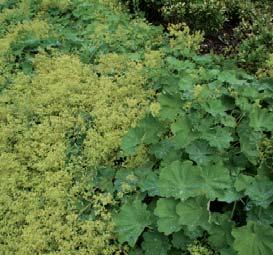 Botanisk navn: Alchemilla mollis Norsk navn: Stormarikåpe Familie: Rosaceae rosefamilien Botanisk navn: Aruncus aethusifolius Norsk navn: Koreaskjegg Familie: Rosaceae rosefamilien Søknadspliktig: Se