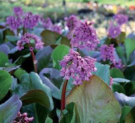 Botanisk navn: Bergenia - sorter Norsk navn: Bergblomst Familie: Saxifragaceae sildrefamilien Botanisk navn: Brunnera macrophylla Norsk navn: Forglemmegeisøster Familie: Boraginaceae Rubladfamilien