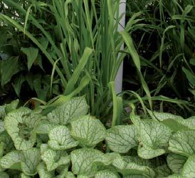 Folkvord Høyde Vokseform Bergenia Perfect 30 40 cm Store, breie hjerteforma, blanke og vintergrønne blad. Krypende jordstengel som danner bladrosetter. Rosa røde eller hvite blomsteraks i april juni.