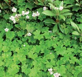 Botanisk navn: Geranium cantabrigense `Biokovo Norsk navn: Kantabstorkenebb Familie: Geraniaceae Storkenebbfamilien - Foto: Målfrid T.