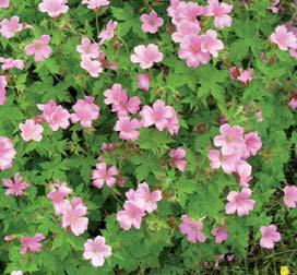 Folkvord Høyde Ca 50 cm Høyde 40 cm Vokseform Spesielle egenskaper Bruksområde Krav til skjøtsel Danner store tuer med grunnstilte, håra blad. Blåfiolette blomster i juli aug.