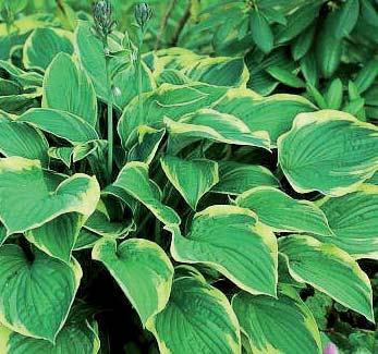 Botanisk navn: Hosta fortunei kultivarer Norsk navn: Breihosta Familie: Liliaceae Liljefamilien Botanisk navn: Hosta undulata kultivarer Norsk navn: Bølgehosta Familie: Liliaceae Liljefamilien -