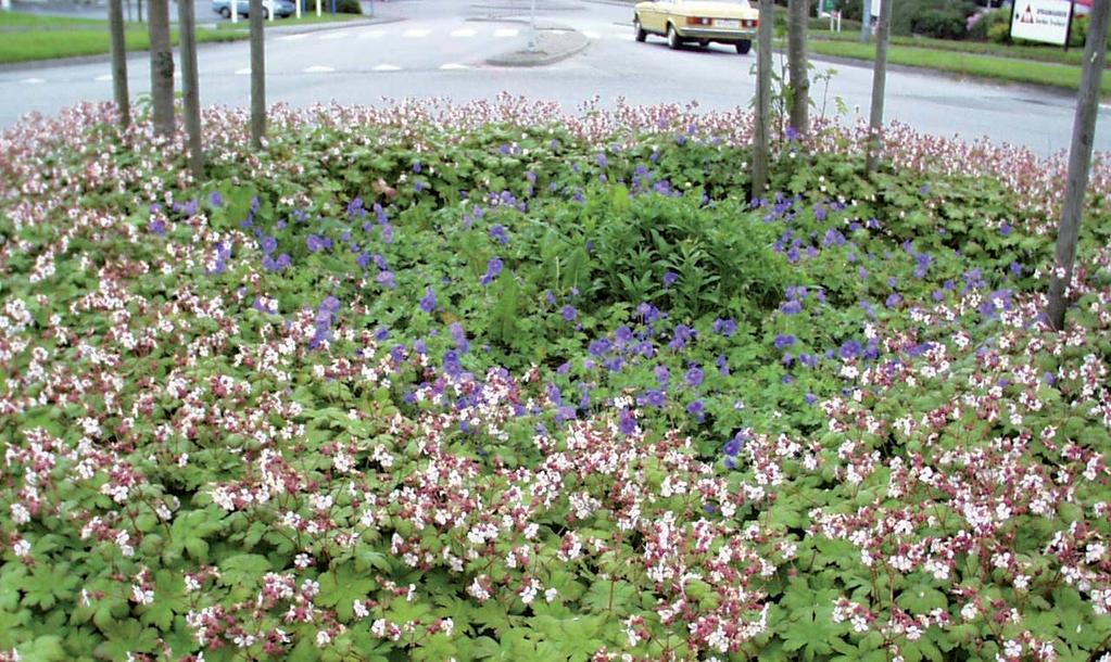 Geranium macrorrhizum Spessar ytterst og G.