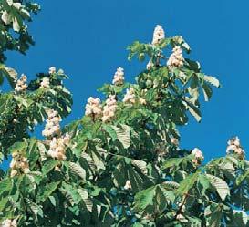 Botanisk navn: Aesculus hippocastanum Norsk navn: Hestekastanje Familie: Hippocastanàceae hestekastanjefamilien PH (miljørisikovurdering kreves) 74 Trerekke av bøk langs innkjøringen til Sandnes