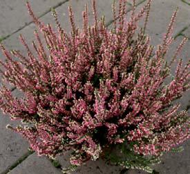 Botanisk navn: Calluna vulgaris Norsk navn: Røsslyng Familie: Ericaceae lyngfamilien Botanisk navn: Carpinus betulus Norsk navn: Agnbøk Familie: Coryláceae hasselfamilien - LO (miljørisikovurdering