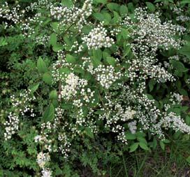 Har kraftige vedtorner på opptil 4 cm. Danner ugjennomtrengelige tornekratt. Gulrøde og langvarige høstfarger. Hvite blomster med duft i klaser i mai/juni. Røde frukter fra august til desember.