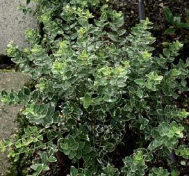 Botanisk navn: Erica cinerea cvs.