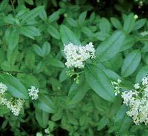 Botanisk navn: Ligustrum ovalifolium Norsk navn: Vinterliguster Familie: Oleaceae oljetrefamilien Botanisk navn: Ligustrum vulgare Norsk navn: Liguster Familie: Oleaceae oljetrefamilien LO