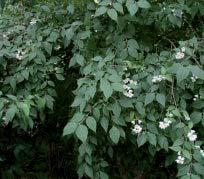 Botanisk navn: Philalelphus inodorus Norsk navn: Skjærsmin (uten duft) Familie: Hydrangeaceae hortensiafamilien Botanisk navn: Philadelphus lewisii Waterton Norsk navn: Nordlandsskjærsmin Familie: