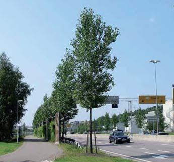 Jevn og frisk fuktighet er en fodel, ellers lite krevende Tåler en del vind Tåler noe salt Solitære planter, eventuelt grupper med tre eller fem trær., 1-2 m.