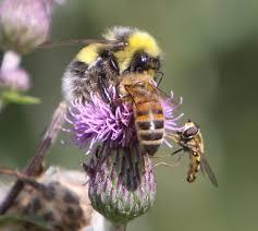 com Pollinering Bestøving er eit anna ord for pollinering. Det er overføring av pollenkorn frå blome til blome.