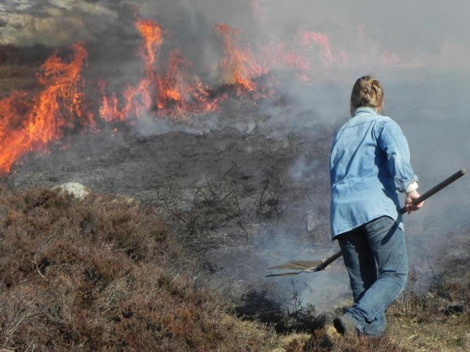 Rapport 2/2020 145 4.2 Skjøtsel av naturkvaliteter Skjøtsel av kystlynghei. Foto: Kristine Ekelund.