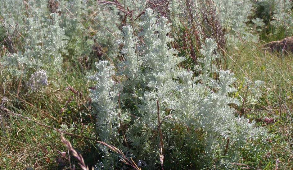 Rapport 2/2020 24 2.3 Naturkvaliteter på land Strandmalurt. Hvalers kommuneblomst.