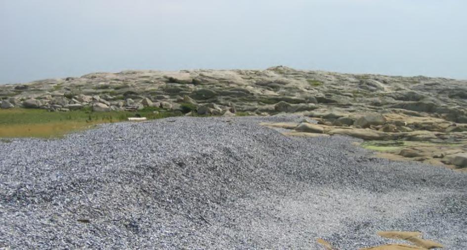 Rapport 2/2020 76 Bruk av naturressurser Skjellsand på Sauholmen, Vesterøy.