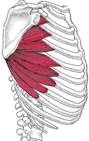 Passivt stabiliseres skulderleddet av en leddleppe (labrum), en leddkapsel og leddbånd. Aktivt stabiliseres leddet av muskulatur.