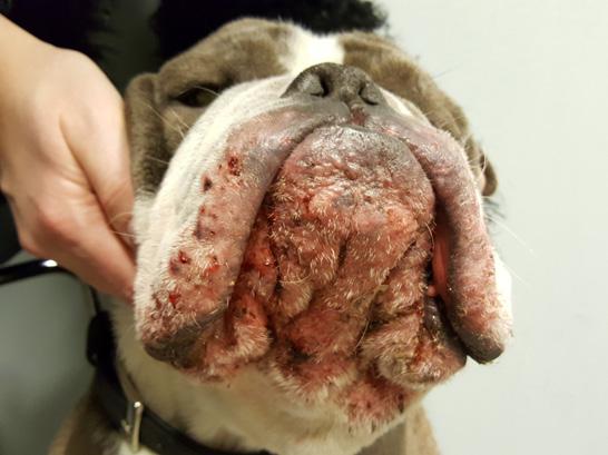 Kløe hos hund - kan det være allergi? - PDF Gratis nedlasting