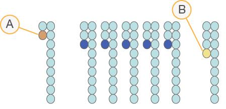 Fasingkorrigering Under sekvenseringsreaksjonen tvides hver DNA-tråd i et clster med én base per sykls.