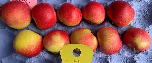 Gul grunnfarge og glinsande raud dekkfarge gjev epla ein flott utsjånad. Sukkerinnhald på 13,9 % som gjev svært god smaksvalitet.