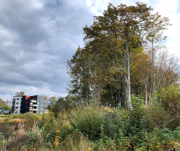 Naturområde med parkering og busetnad i kring