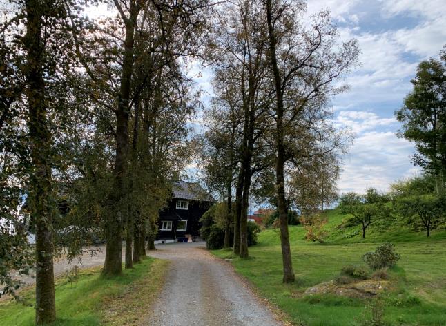 Fleire frittståande større tre langs kanten av m.a. bøk, bjørk, osp og spisslønn.