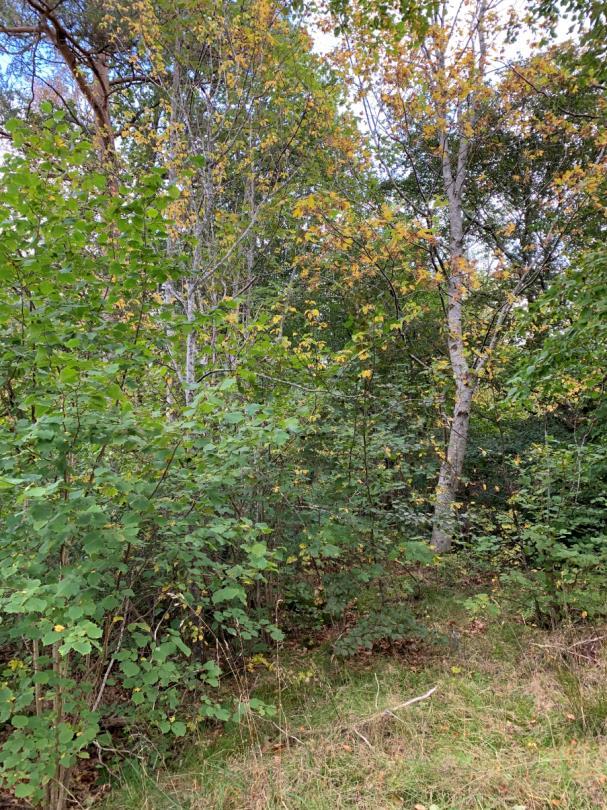 Blanding av ung skog og nokre enkeltståande større tre i midtre del av området (areala ved tidlegare anleggsveg).