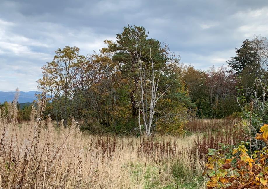 I område som ikkje er skogkledd (mot nordaust og langs anleggsveg) dominerer geitrams, burot, ulike grastypar og bregne.