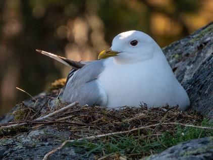 23 av 39 Bergand Aythya marila (Linnaeus, 1761) VU - Sårbar Lappspurv Calcarius lapponicus (Linnaeus, Havelle Clangula hyemalis (Linnaeus,