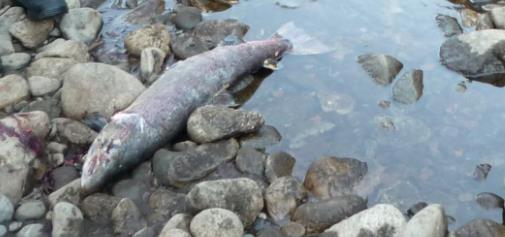 Vinterstøing i Lærdalselva, overlevelse og fordeling av voksen laks og sjøørret fra høst til vår Kelts in river Lærdalselva, survival and distribution of