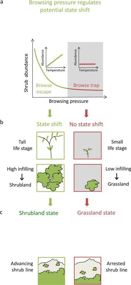 Figur 6. Beitepress fra reinsdyr kan forhindre forbusking om reintettheten er høy nok til å holde buskene i en såkalt beitefelle (browsing trap) (a).