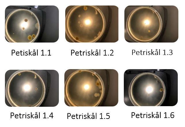 Figur 1: Bilder av petriskålene fra gruppe 1. Petriskål 1.1-1.3 var luftprøver og petriskål 1.4-1.6 var test på podenålenes sterilitet.