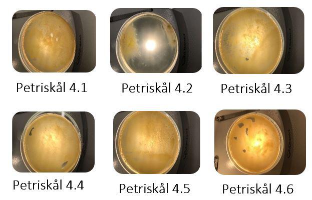 Gruppe 4: forhold 1:3 eddik til vann Petriskålene i denne gruppen, som vises i figur 4, hadde også etter én uke blitt dekket av et gult bakterielag.