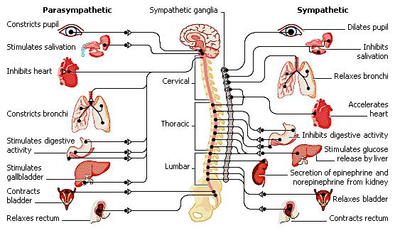 Virksomheten i det sympatiske nervesystem styres delvis av sentra i hypothalamus, og delvis av refleksmessig impulser fra organene ute i kroppen.