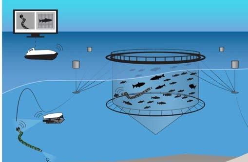 RACE: Fish-machine interaction Minimere påvirkningen undervannsfartøy har på fisk i kompleks og dynamisk miljø