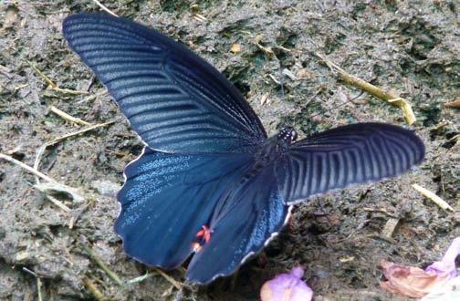 Spangle (Papilio protenor), Gettatapi ashram, Baijnath, Himachal Pradesh, India, 28.05.2017. Foto: BP. Årsakskropp, astralkropp og fysisk kropp. Dette er to måter å snakke om det samme på.