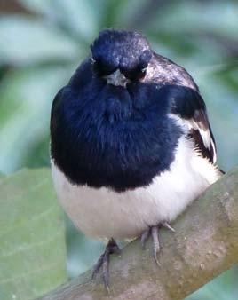 Orientskjæreskvett (Copsychus saularis), Satavisha, Azim Ganj, Murshidabad, Vest-Bengal, India, 02.02.2015. Foto: BP.