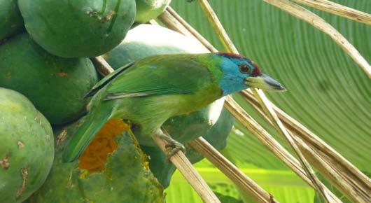 Blåstrupeskjeggfugl (Megalaima asiatica), Satavisha, Azim Ganj, Murshidabad, Vest-Bengal, India, 28.12.2014. Foto: BP.