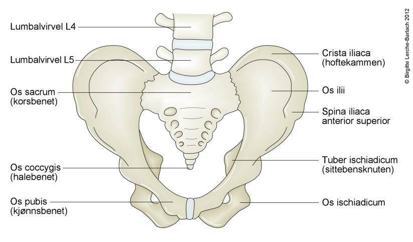 Symfysesmertene Tenk hele bekkenringen Rotasjonsmusklenes forløp