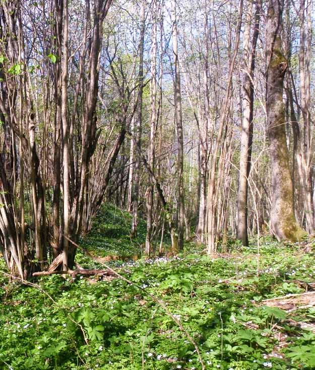 Etableringen av edelløvskog i lavlandsområder skjer senere enn den maksimale sommertemperaturen på slutten av tidlig-holocen.