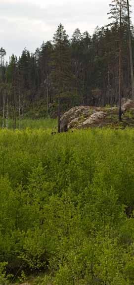 Analyser av pollen og tre-rester i myrer og grunne innsjøer og tjern i Jotunheimen viser at furuskogen trolig hadde en utbredelse opp mot cirka 1 300 meter over havet i siste del av tidligholocen,