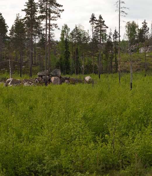 K a p i t t e l M I D T - H O L O C E N Elgen som buskspiser kan utnytte lauvoppslaget etter en skogbrann i mange år Gammel og høyvokst furu med høy krone og tykk bark har stor evne til å tåle både